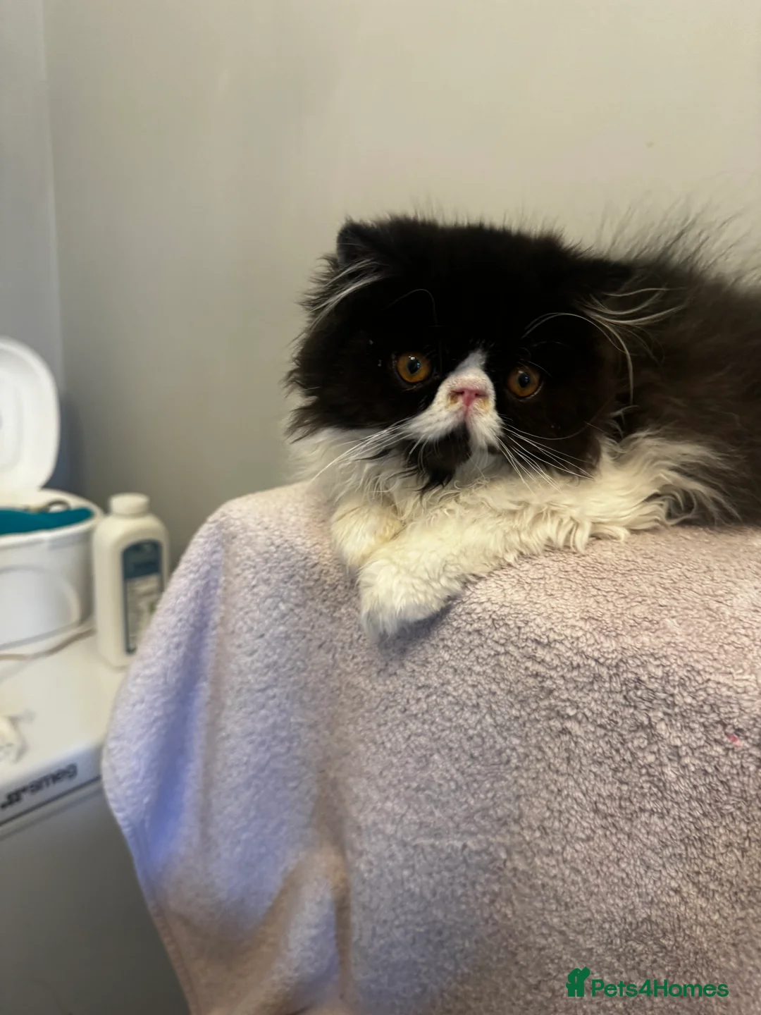 Persian cats for sale: PERSIAN KITTENS FOR SALE  - Advert 2