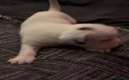 Mastiff dogs for sale: Mastiff puppies  - Image 4