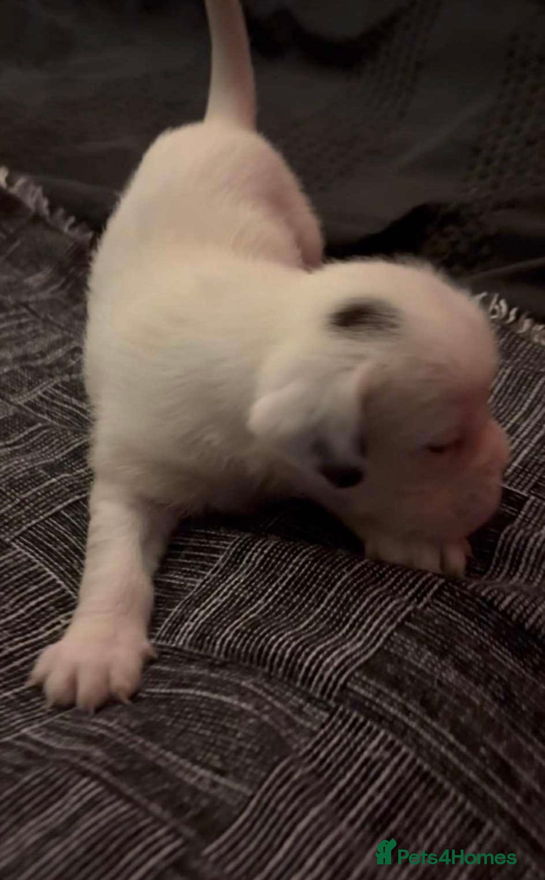 Mastiff dogs for sale: Mastiff puppies  - Image 4