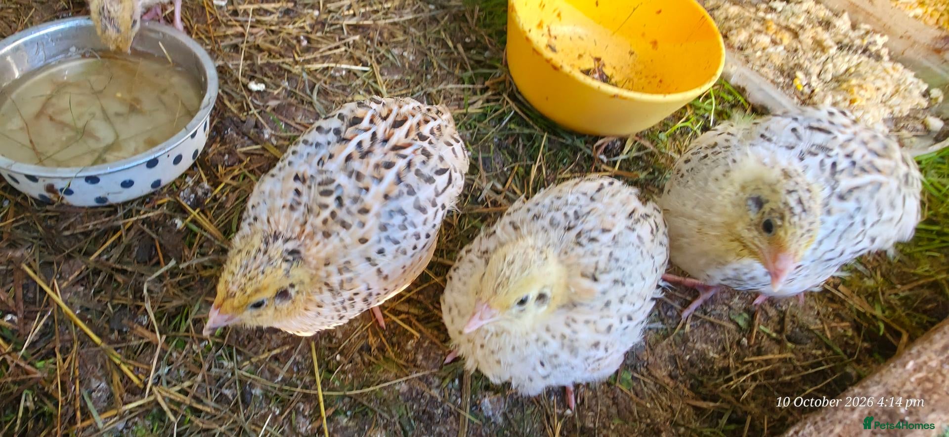 Quail poultry Quail chicks - Advert 11