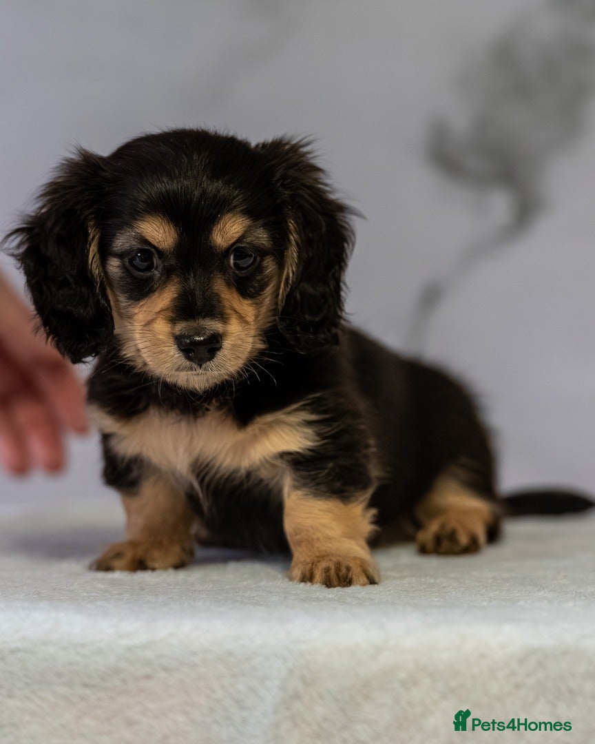 Miniature Dachshund dogs Champion bloodline Mini Dachshund Longhair - Advert 13