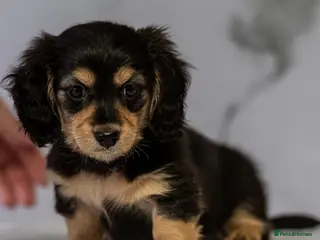 Miniature Dachshund dogs Champion bloodline Mini Dachshund Longhair - Advert 13