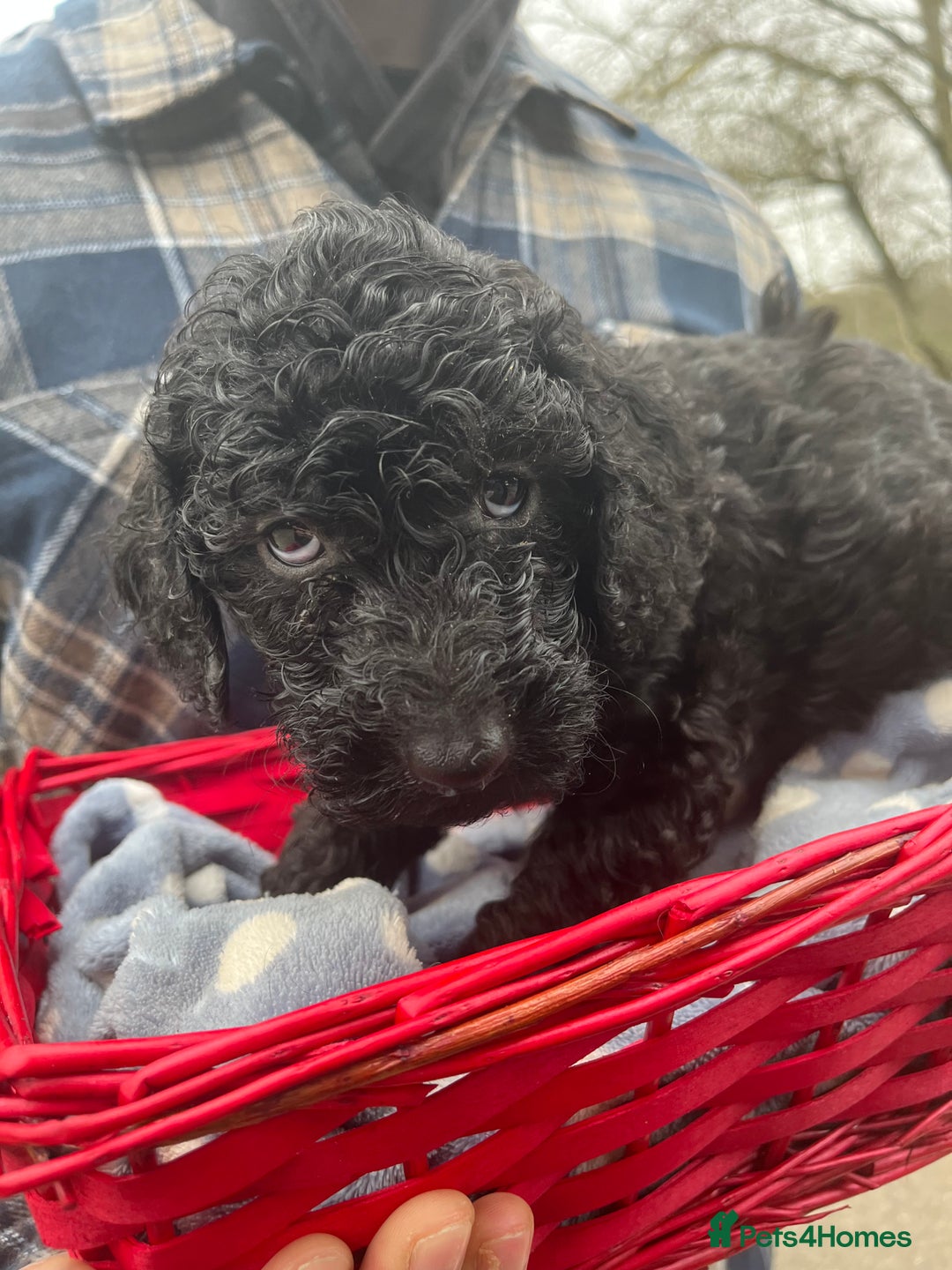 Cockapoo dogs for sale: *READY TO GO* Three beautiful black cockapoos - Advert 8