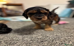 Cockapoo dogs for sale: Last Two Cockapoo Pups  - Image 10