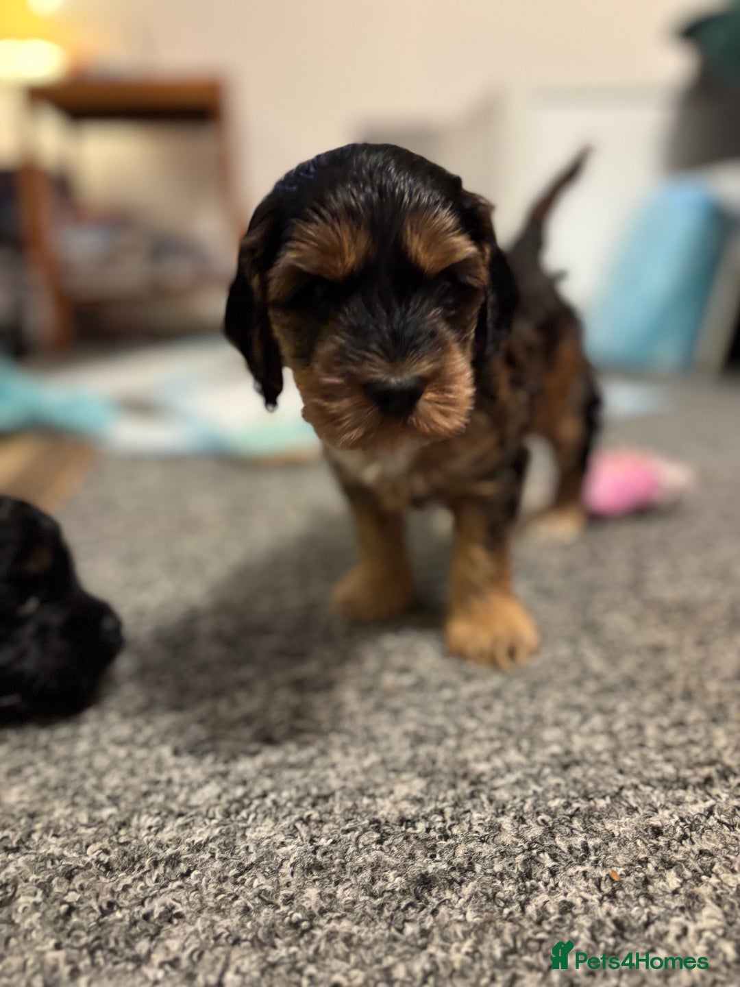 Cockapoo dogs for sale: Last Two Cockapoo Pups  - Image 10