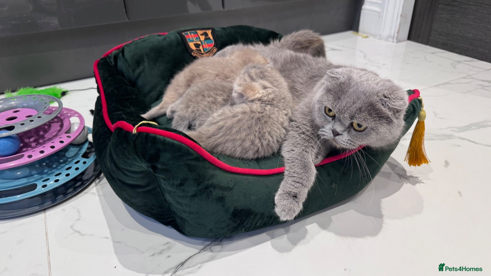 Scottish Fold cats for sale: Scottish fold full pedigree  - Advert 1