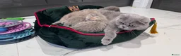 Scottish Fold cats for sale: Scottish fold full pedigree  - Advert 1