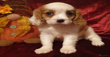 Cavalier King Charles Spaniel dogs ONLY 1 GIRL LEFT! STUNNING CAVALIER PUPPIES! - Advert 1