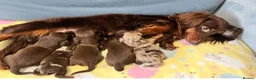 Miniature Dachshund dogs for sale: Mini long haired KC PRA clear health tested baby  in Maidstone - Advert 7
