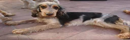 Cockapoo dogs for sale: F1 Show/Toy Cockerpoo Puppies - Advert 4