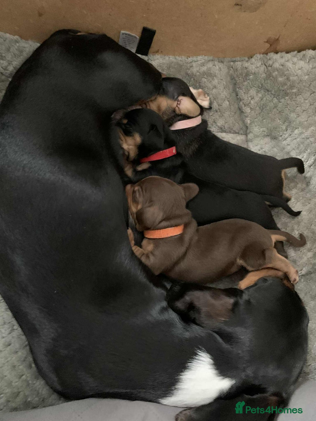 Miniature Dachshund dogs for sale: Miniature Dachshund's   - Advert 10