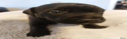 Patterjack dogs for sale: Patterjack puppies 6 available  - Advert 3