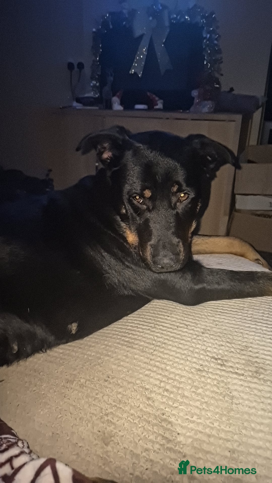 Mixed Breed dogs for sale: Rottweiler x gsd x malinois - Advert 4