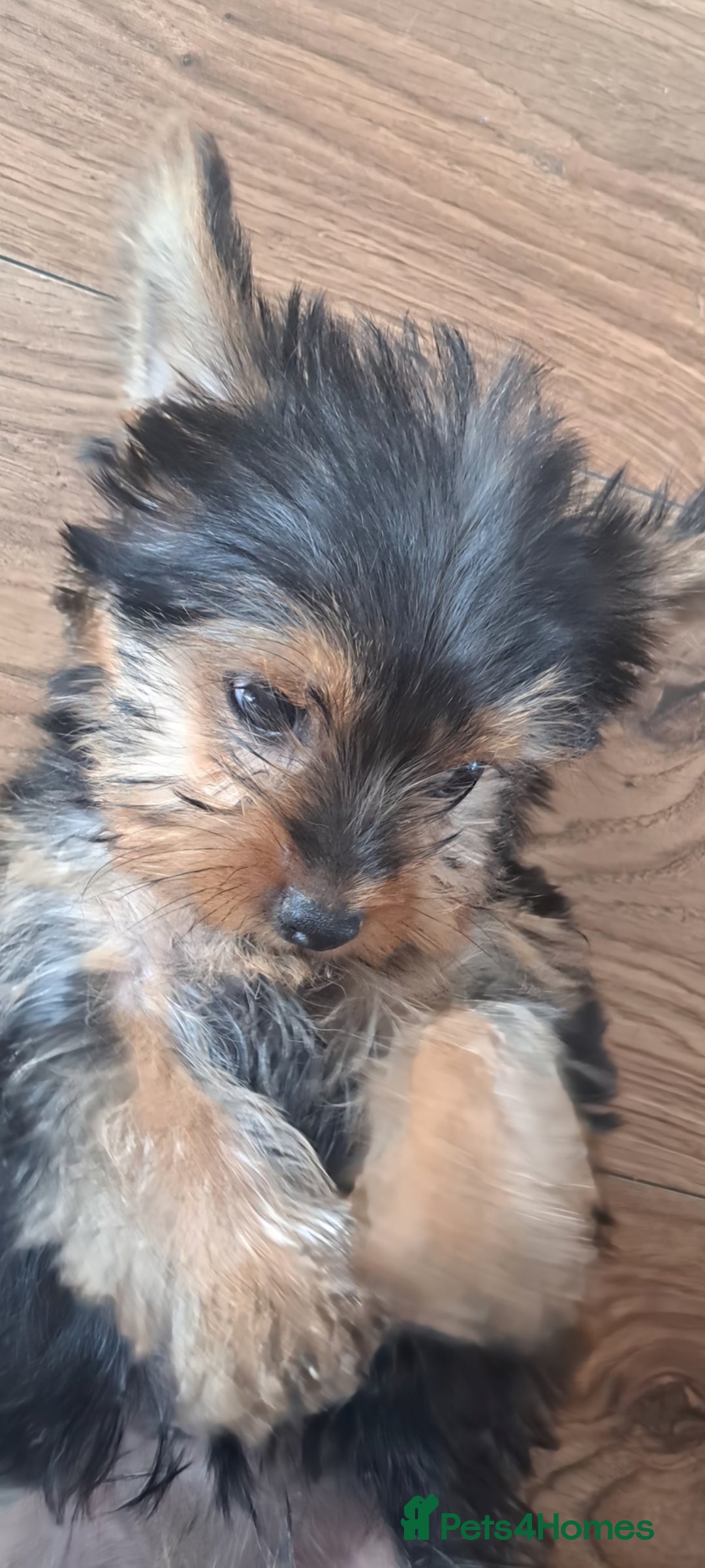 Yorkshire Terrier dogs for sale: Miniature yorkshire terrier  - Image 2