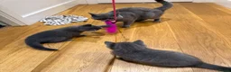 British Shorthair cats for sale: Pure British short hairs - Advert 9