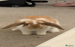 Mini Lop rabbits for sale: mini lop for sale £50 comes with cage food hay ono - Image 1