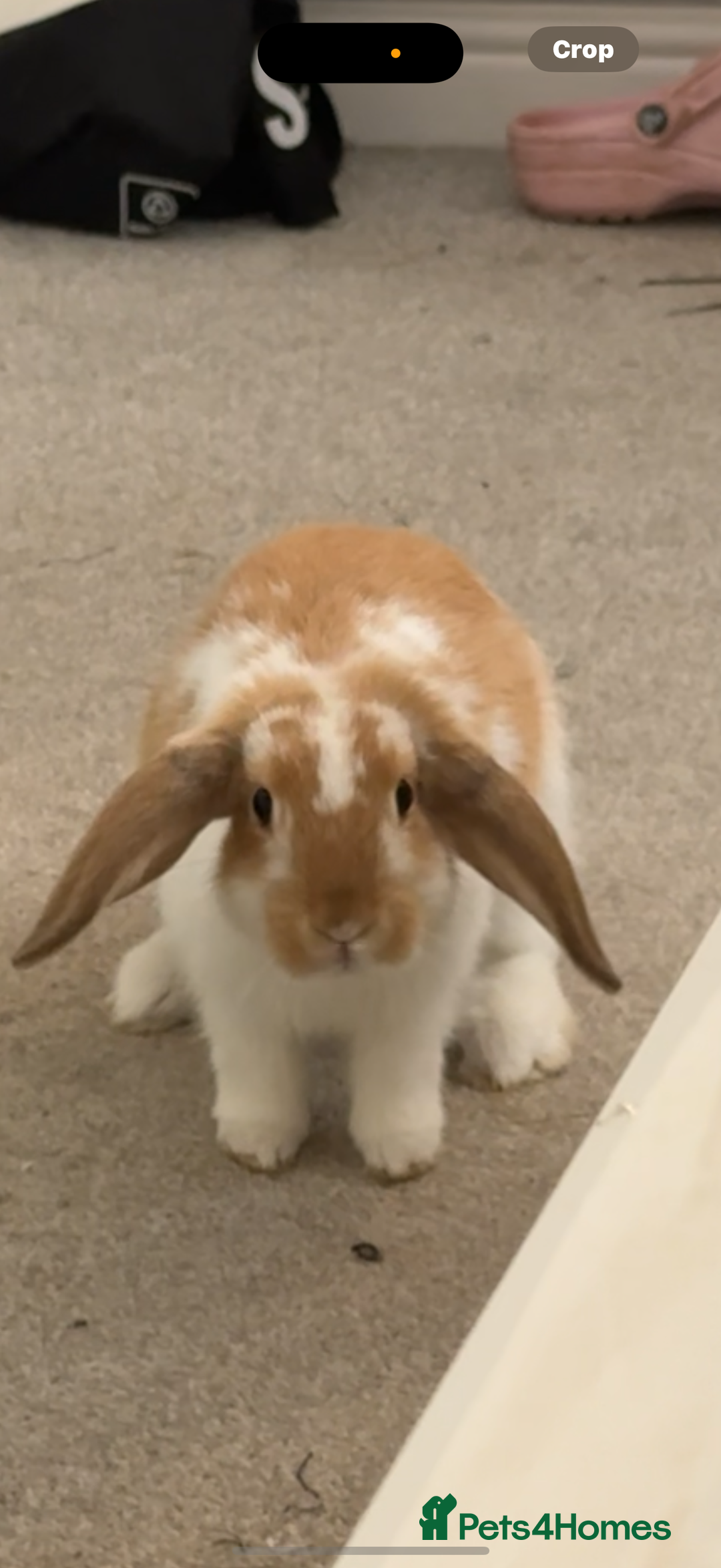 Mini Lop rabbits for sale: mini lop for sale £50 comes with cage food hay ono - Image 1