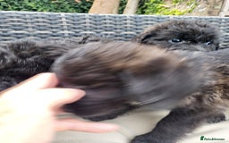 Mixed Breed dogs for sale: Saint Bernadoodles F1  - Image 5