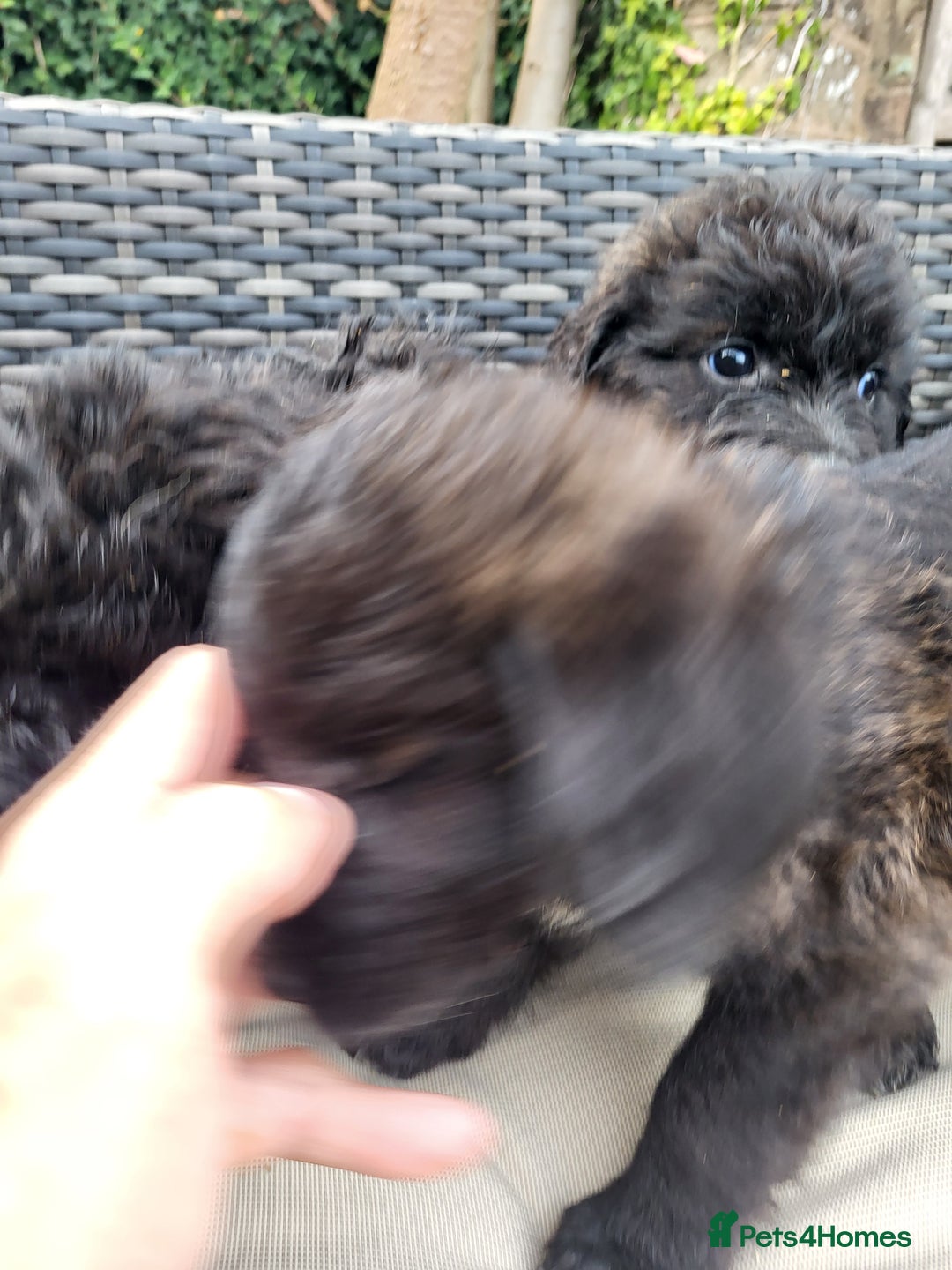 Mixed Breed dogs for sale: Saint Bernadoodles F1  - Image 5