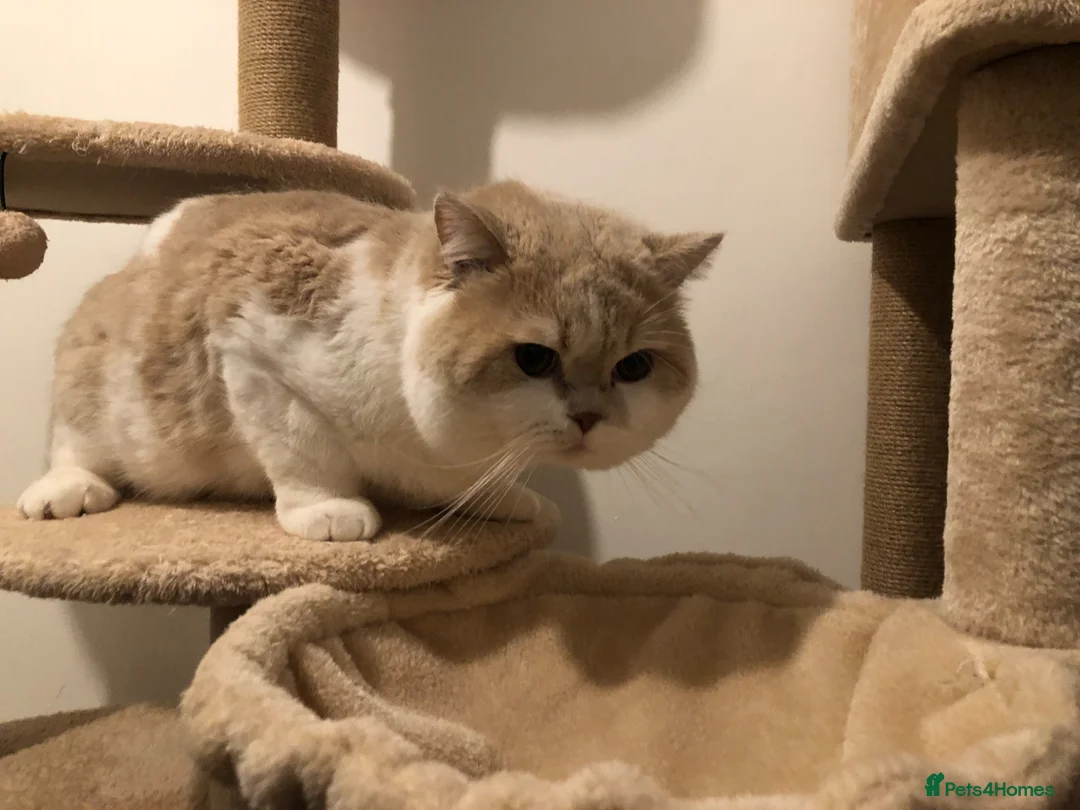 British Shorthair cats for sale: GCCF entirety registered in active - Advert 3