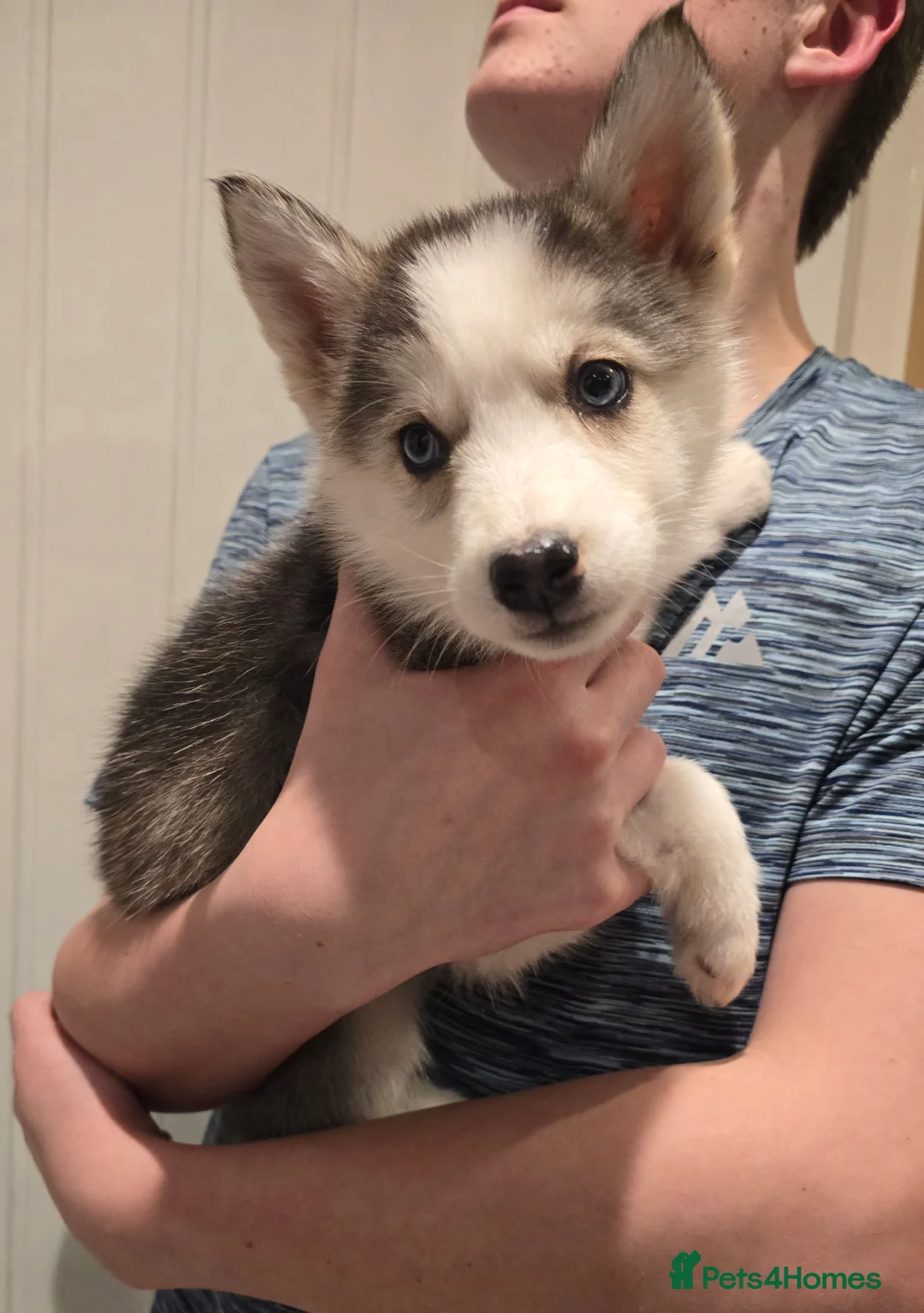 Siberian Husky dogs for sale: Ready Now last 2 girls left in litter - Advert 12