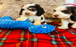 Cocker Spaniel dogs for sale: KC Show cocker spaniel pups chocolate Sable Roan   - Image 15