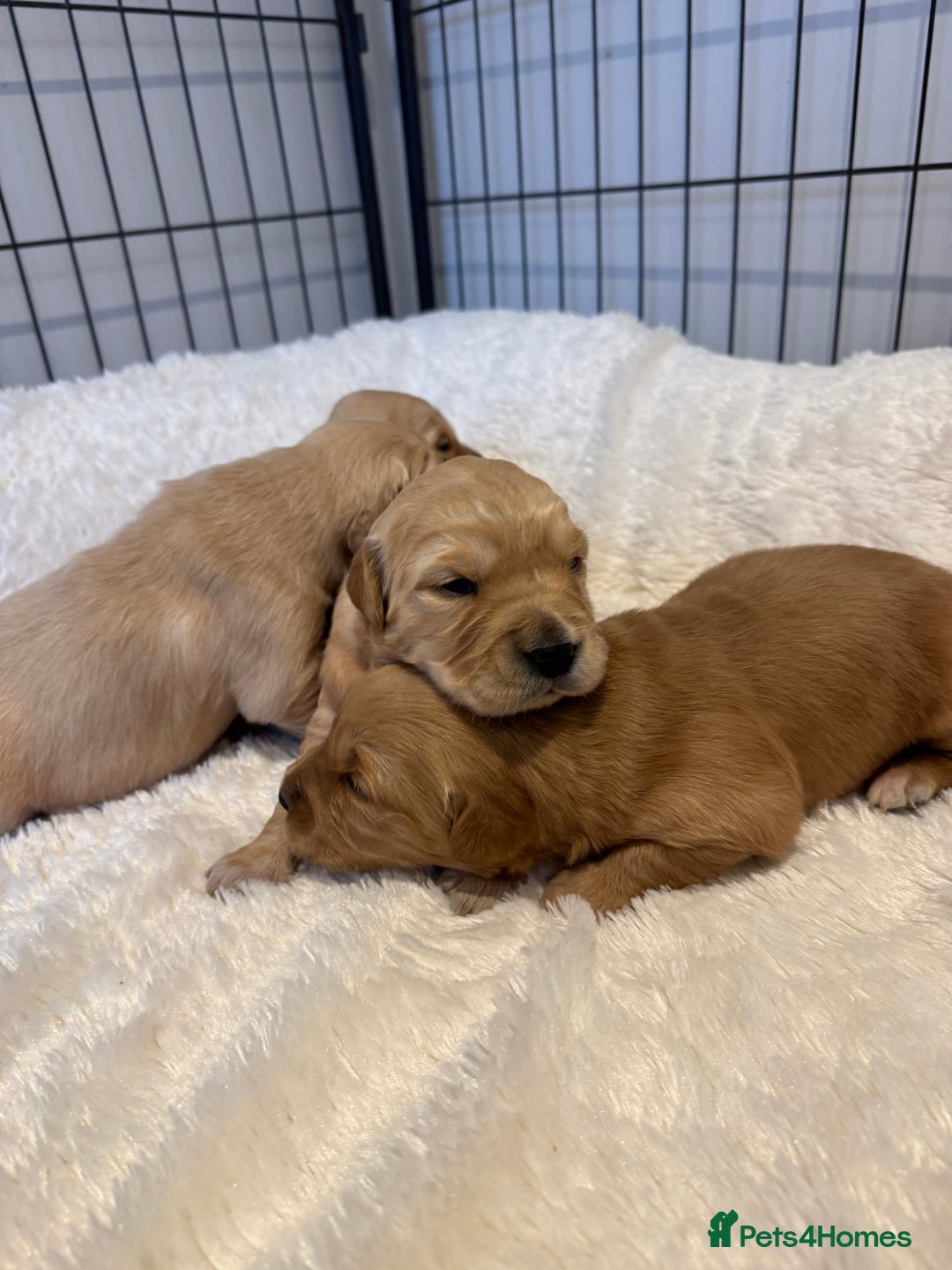 Golden Retriever dogs for sale: Gorgeous KC Golden retrievers  - Advert 12