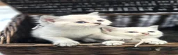 British Shorthair cats for sale: Beautiful White British Shorthair adorable Kittens - Advert 1