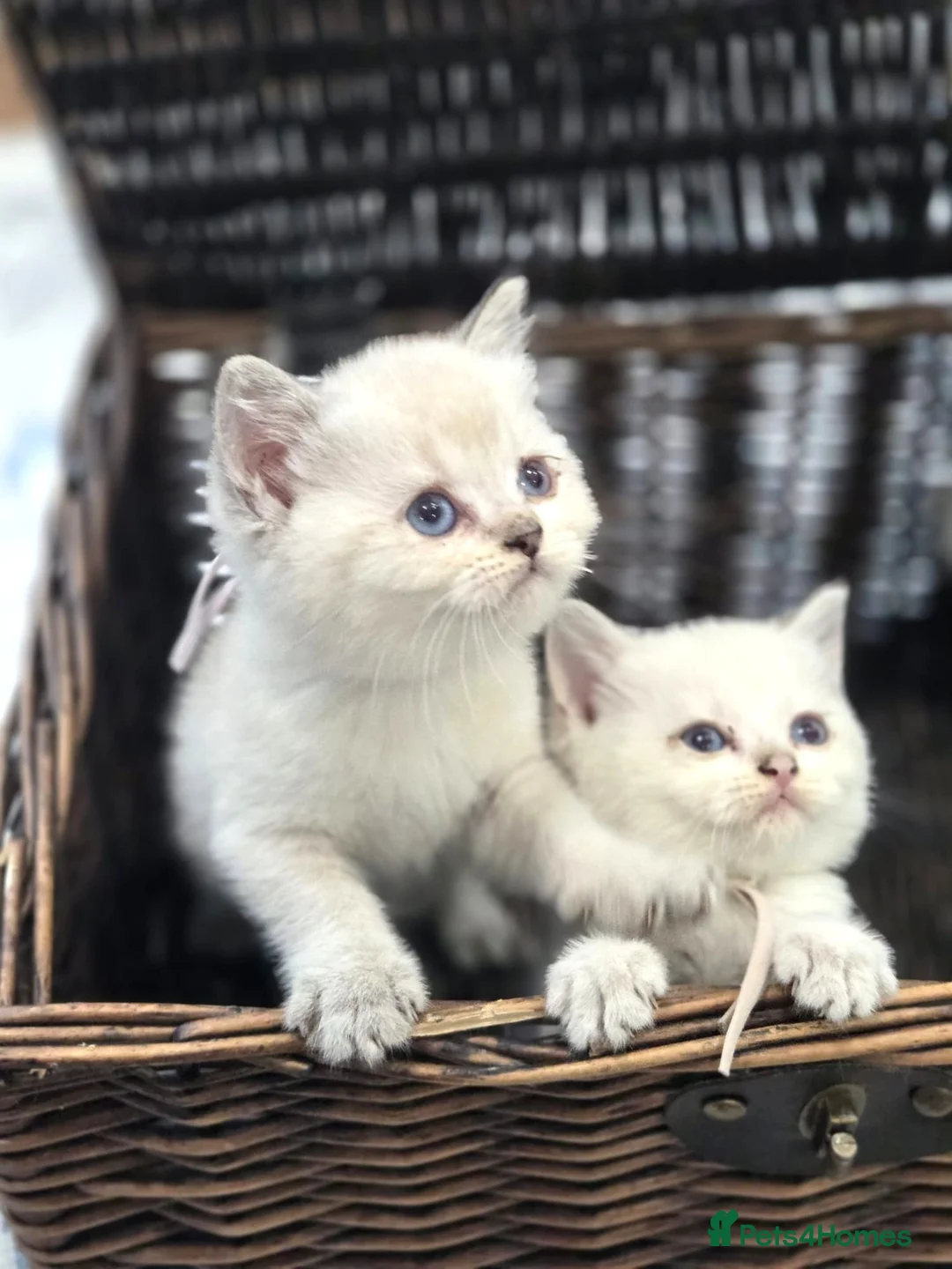 British Shorthair cats for sale: Beautiful White British Shorthair adorable Kittens - Advert 1