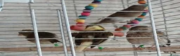 Canaries birds for sale: Canaries Canaries  - Advert 1