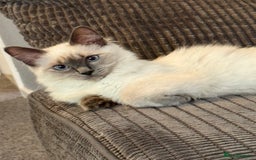 Ragdoll cats for sale: Lilac point Ragdoll kitten - Image 1