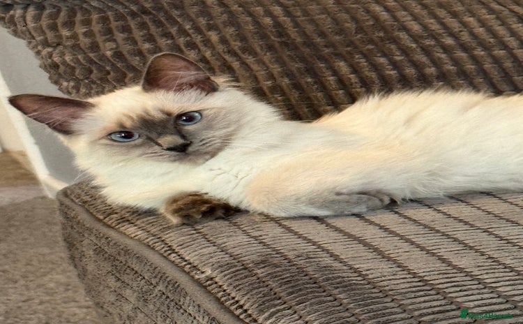 Ragdoll cats - Advert 6