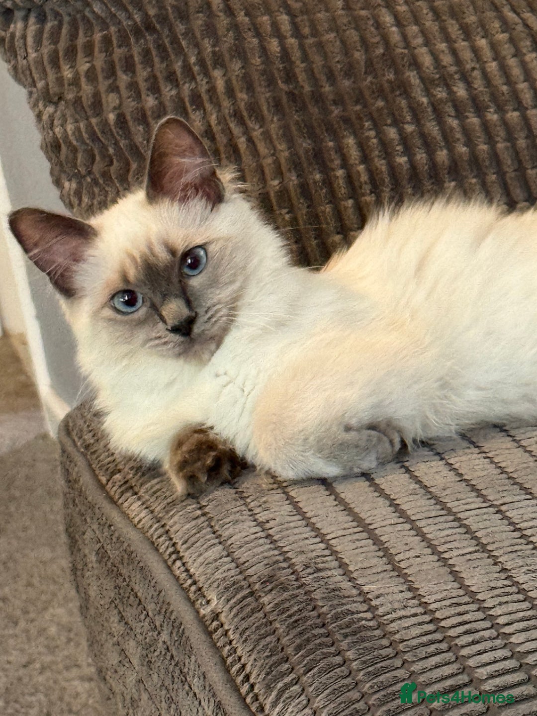 Ragdoll cats for sale: Lilac point Ragdoll kitten - Image 1