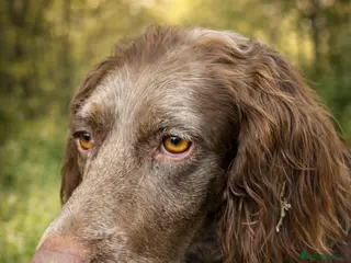 Pointer dogs Koko (currently in Cheshire Foster) - Advert 2