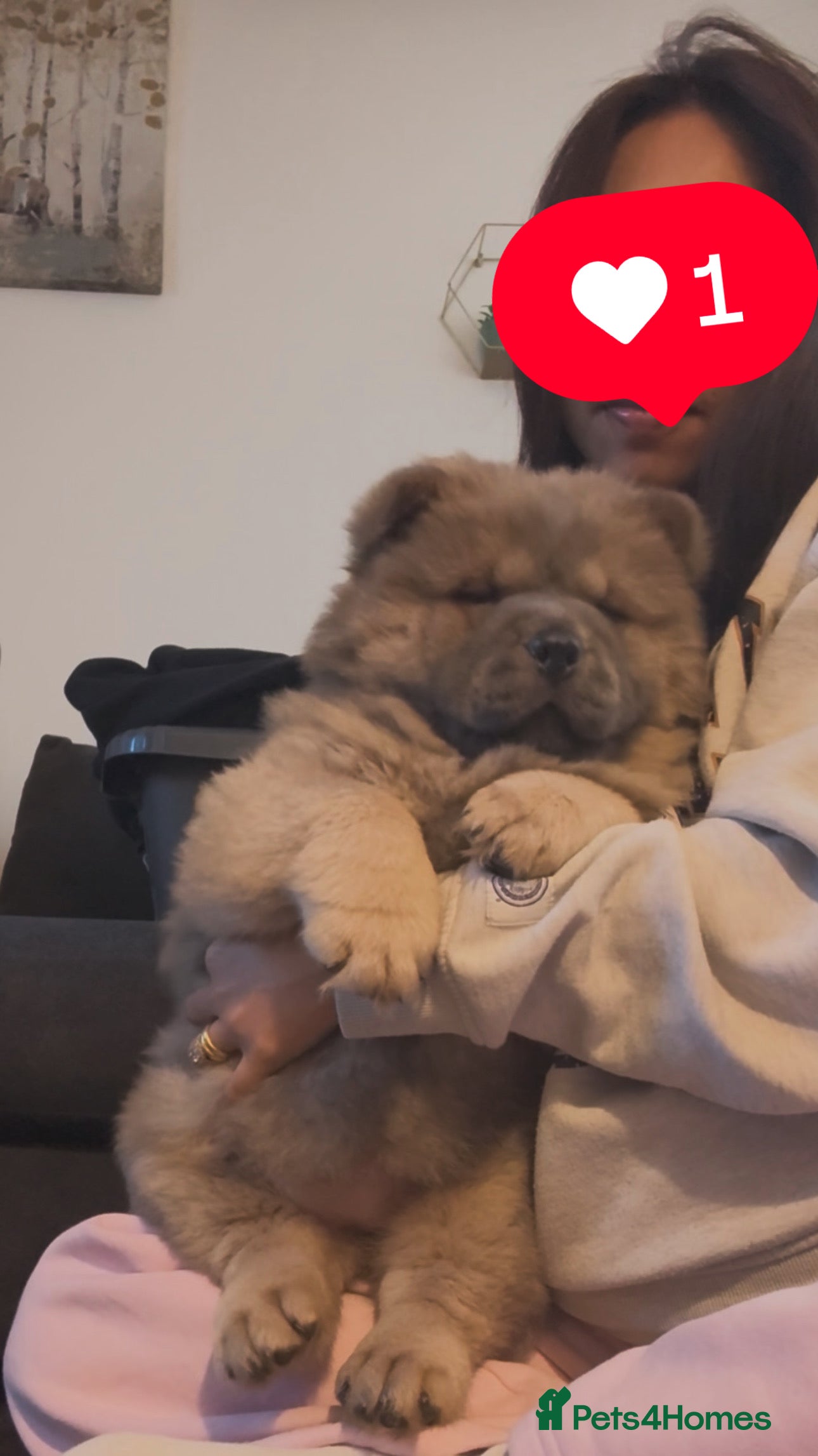 Chow Chow dogs 1 last Beautiful chows open for serious offer  - Advert 3