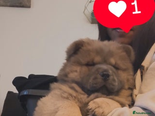 Chow Chow dogs 1 last Beautiful chows open for serious offer - Advert 9