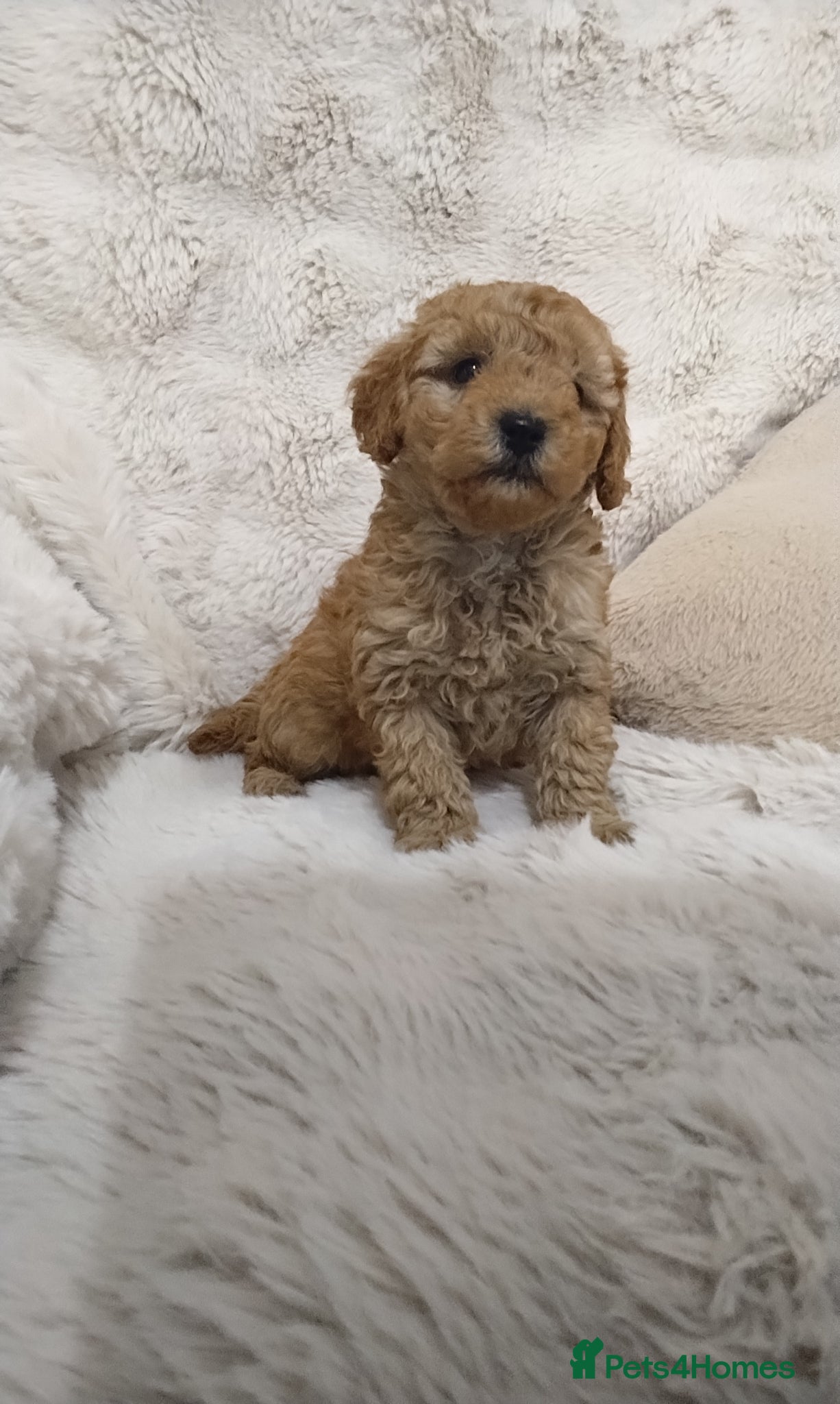Toy Poodle dogs Toy poodle puppies - Advert 4