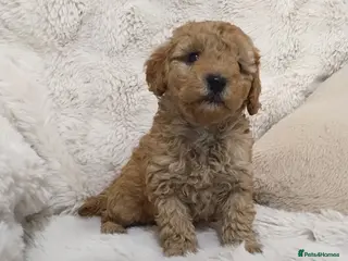 Toy Poodle dogs Toy poodle puppies - Advert 4