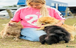 Pomeranian dogs for sale: Perfect poms - Image 24