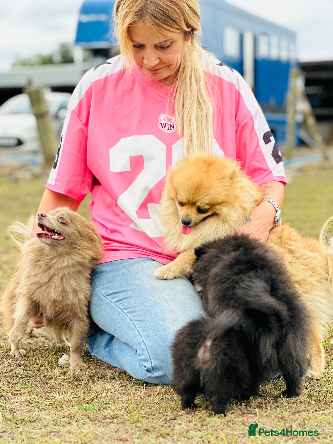Pomeranian dogs for sale: Perfect poms - Image 24