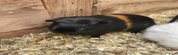 Guinea Pig rodents for sale: Smooth crested female  - Advert 2