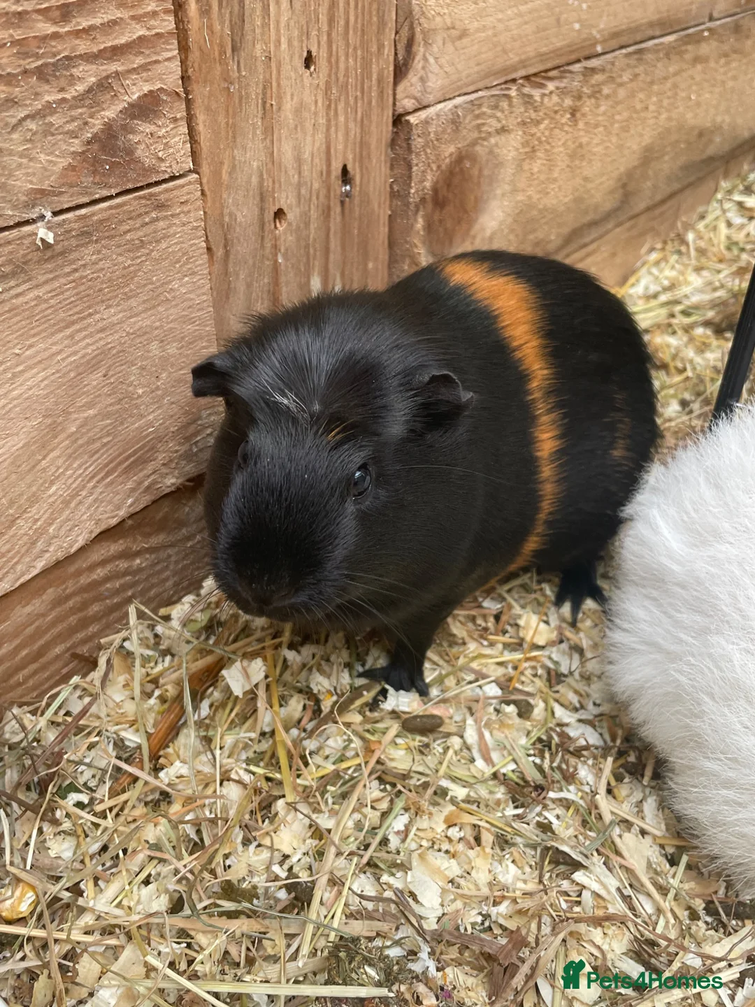 Guinea Pig rodents for sale: Smooth crested female  - Advert 2