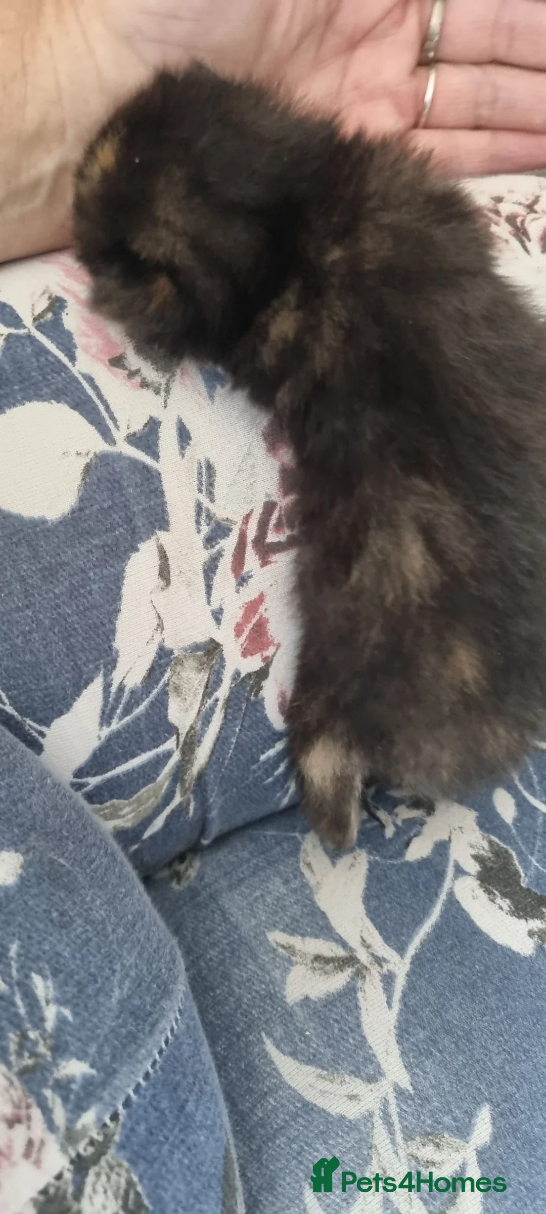 Mixed Breed cats for sale: Kittens for sale mum part ragdoll - Advert 1
