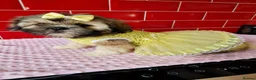 Shih Tzu dogs for sale: Beautiful Shih Tzu puppy available - Advert 11