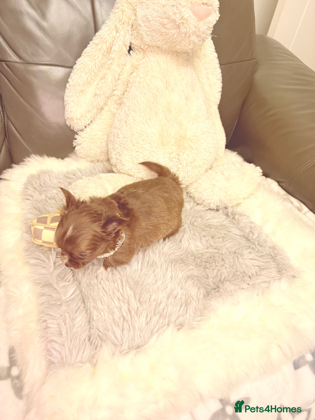 Chihuahua dogs for sale: Stunning tiny Chihuahua puppy’s male female  - Advert 36