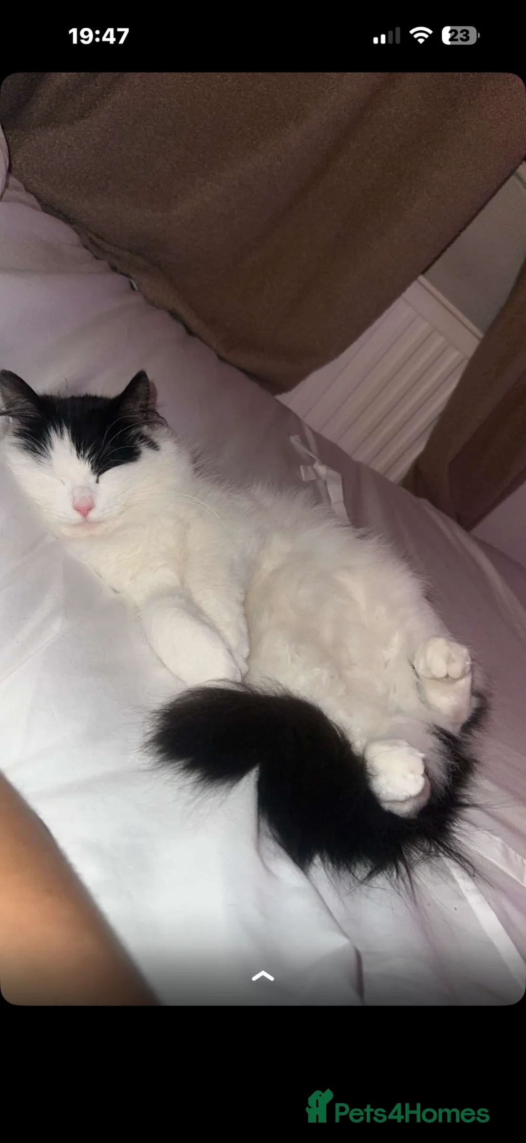Mixed Breed cats for sale: Mixed breed kittens  - Advert 1