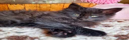 Mixed Breed cats for sale: Mainecoon Kittens  - Advert 10