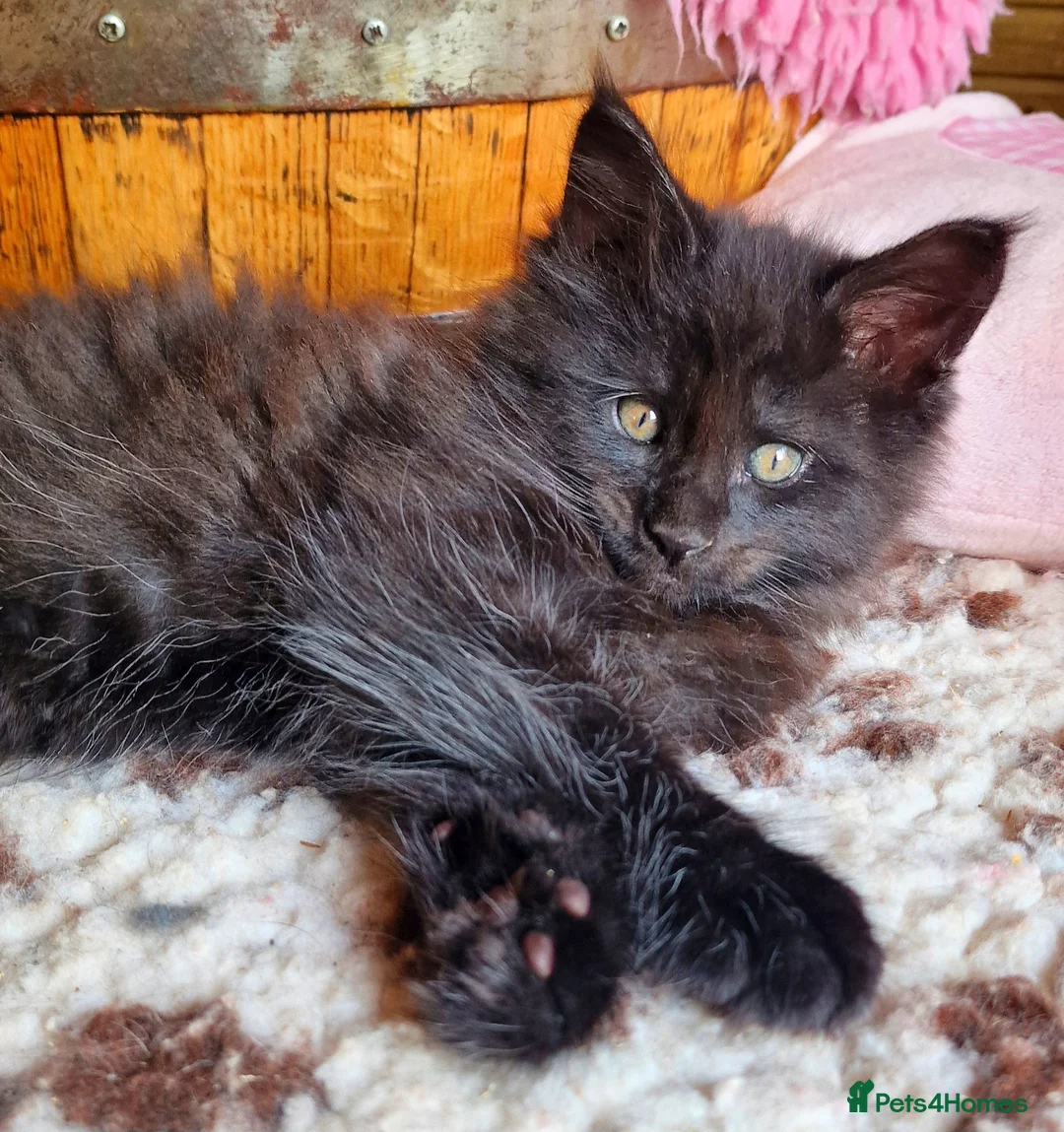 Mixed Breed cats for sale: Mainecoon Kittens  - Advert 10