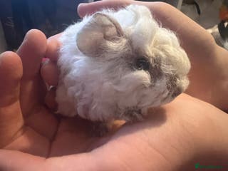 Guinea Pig rodents Mixed baby guinea pigs - Advert 14