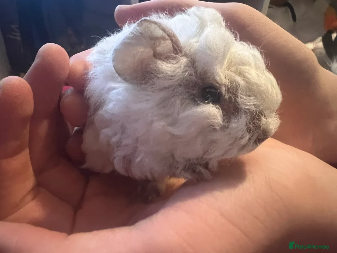 Guinea Pig rodents for sale: Mixed baby guinea pigs  - Advert 1